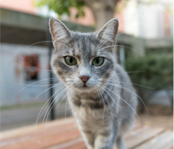 Gato para adoptar