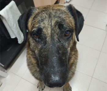 Perro para adoptar